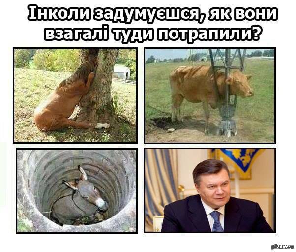 Иногда задумываешься, как они сюда попали???   звери, Янукович