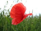 вечная память героям